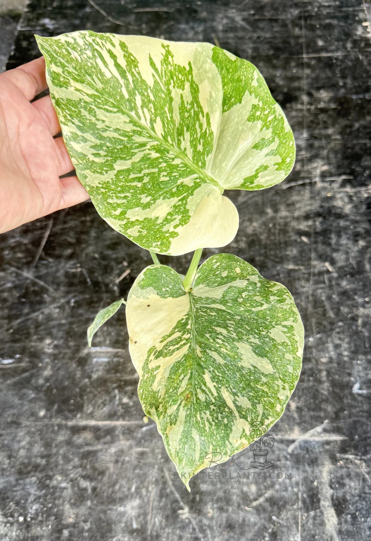 monstera-white-snow-variegated-collector Monstera White Snow variegated collector plant