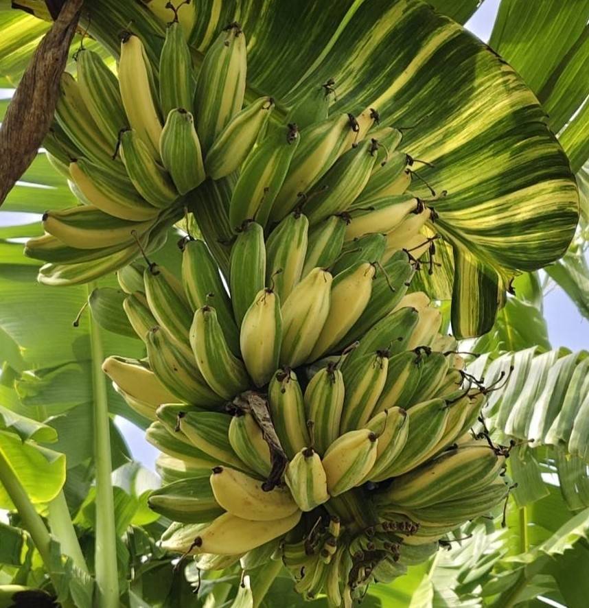 Saba Variegated Banana with high contrast white and green leaves