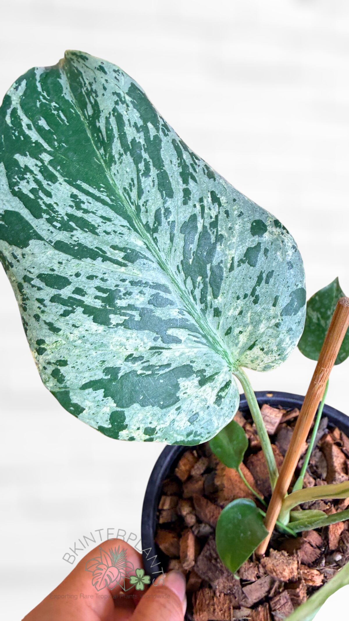 Fully rooted Monstera deliciosa Bulbasaur in a 4-inch nursery pot ready for export
