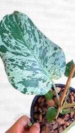 Fully rooted Monstera deliciosa Bulbasaur in a 4-inch nursery pot ready for export