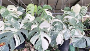 Monstera Albo Variegata plant with white variegated leaves