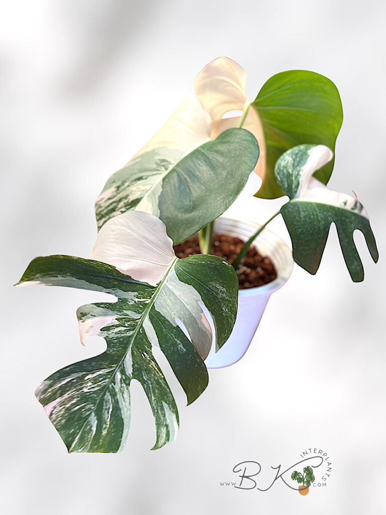 Monstera Albo Variegated rare plant from Thailand