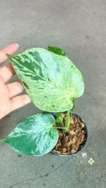 Distinctive rounded and compact foliage of a variegated Monstera deliciosa Bulbasaur