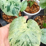 CMonstera Deliciosa Bulbasaur Variegated with unique variegated leaves