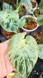 CMonstera Deliciosa Bulbasaur Variegated with unique variegated leaves