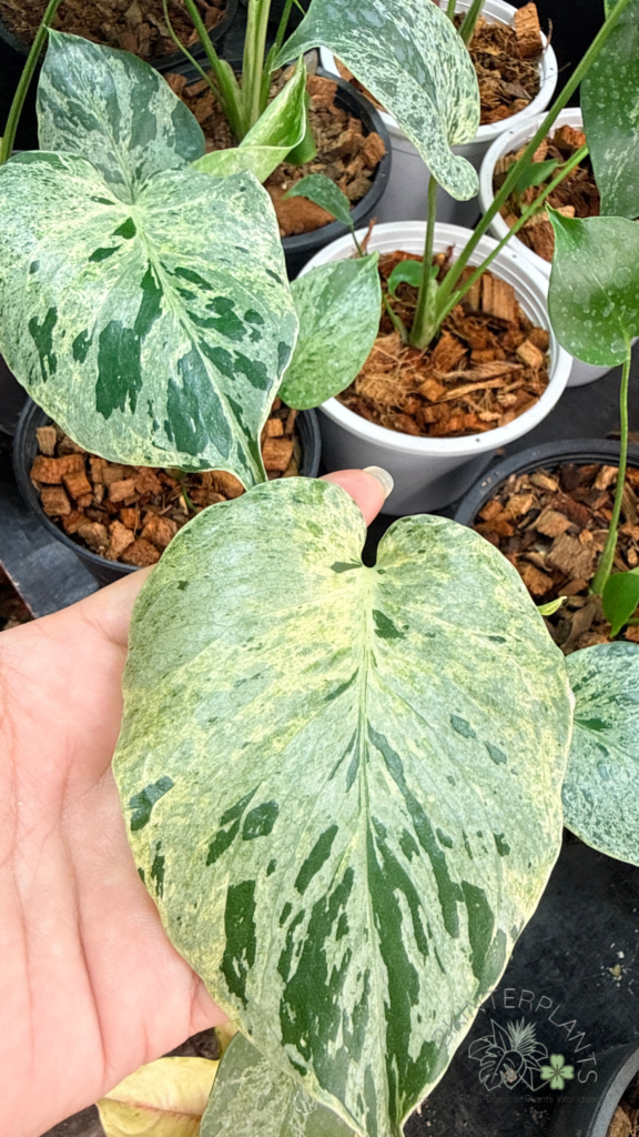 rare Monstera deliciosa ‘Bulbasaur’ Variegated. Rounded leaves with bold variegation.
