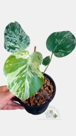 Distinctive rounded and compact foliage of a variegated Monstera deliciosa Bulbasaur