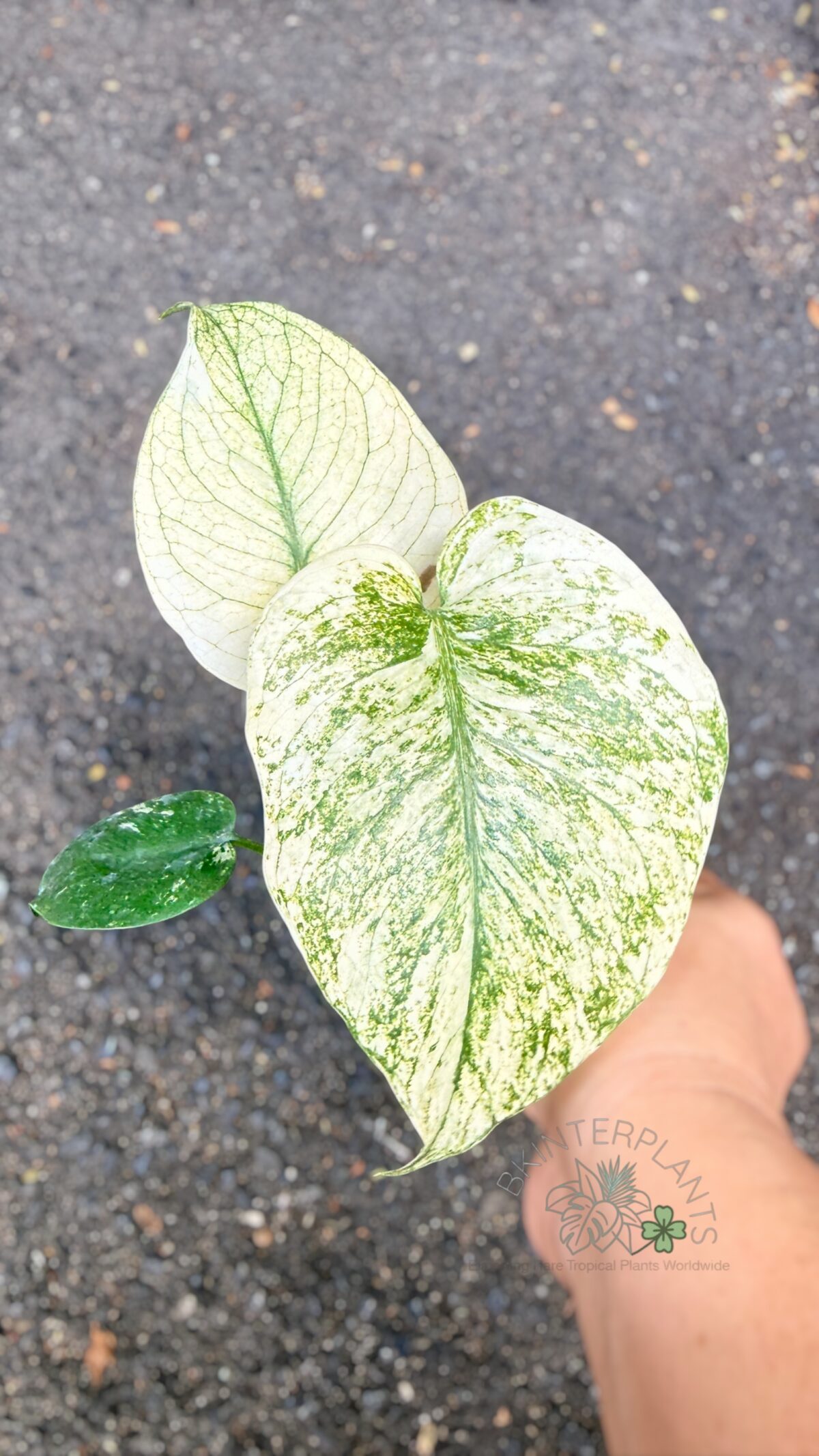 Monstera deliciosa 'White Monster' veriegated - Image 2