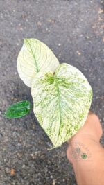 Monstera deliciosa 'White Monster' veriegated - Image 2