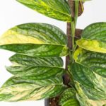 Monstera Karstenianum Variegated (Peru) rare aroid plant for collectors