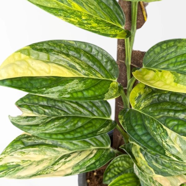 Monstera Karstenianum Variegated (Peru) rare aroid plant for collectors