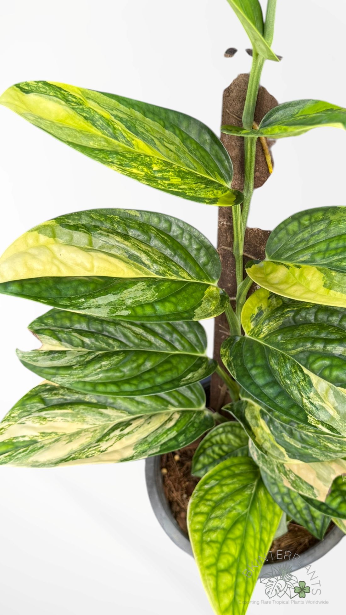 monstera-karstenianum-variegated-peru-2 Monstera Karstenianum Variegated (Peru) rare aroid plant for collectors