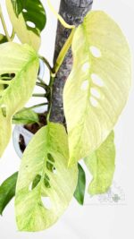 Monstera Laniata Mint Variegated in pot with strong growth and variegation