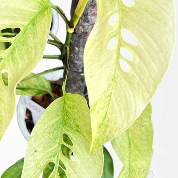 Monstera Laniata Mint Variegated in pot with strong growth and variegation