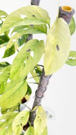 Rare variegated Monstera Laniata plant for collectors and plant lovers