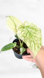 Healthy Monstera deliciosa White Monster in a 4-inch nursery pot with established root system