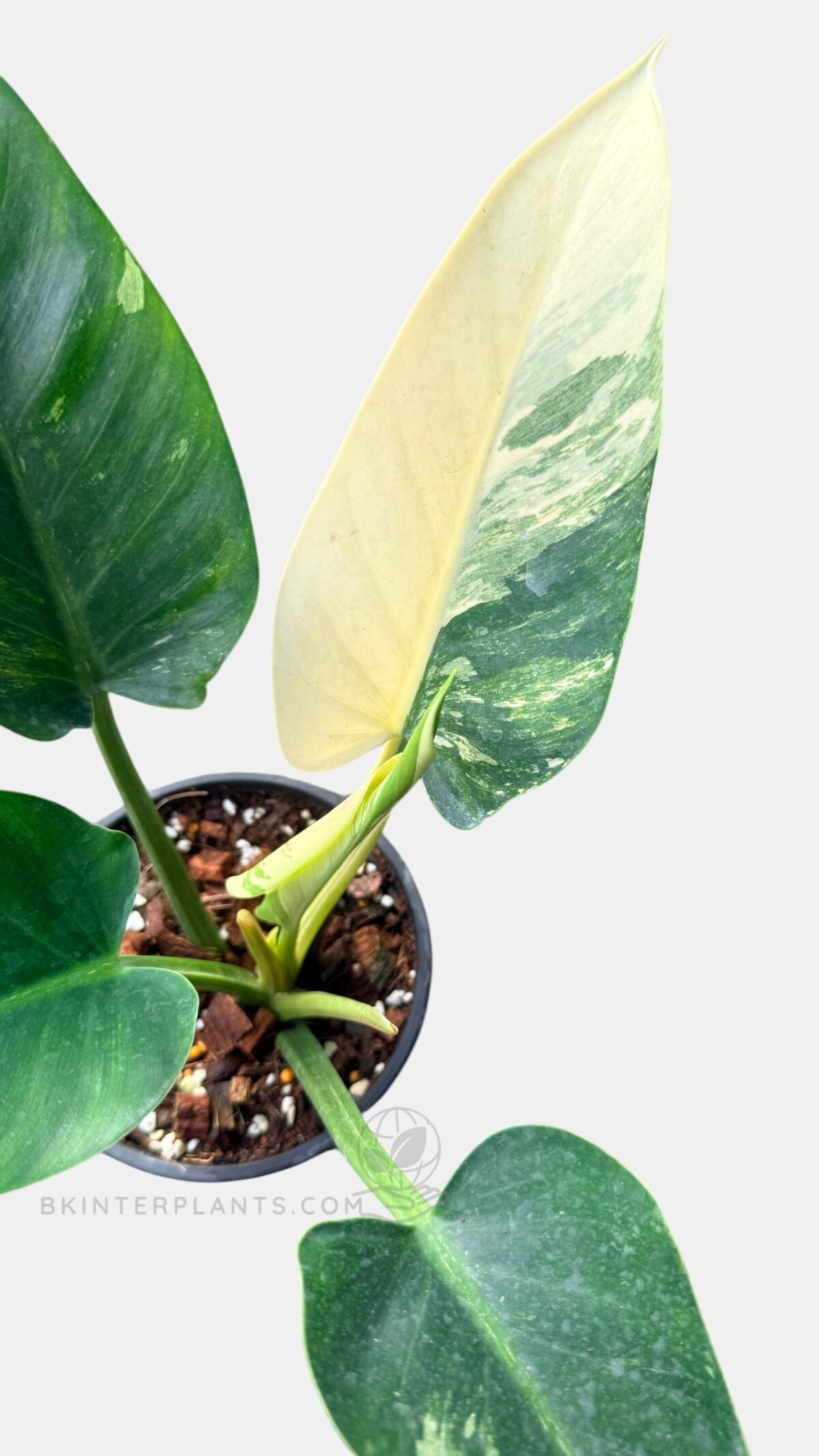 Philodendron Green Congo Variegated rare variegated philodendron plant