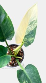 Philodendron Green Congo Variegated rare variegated philodendron plant