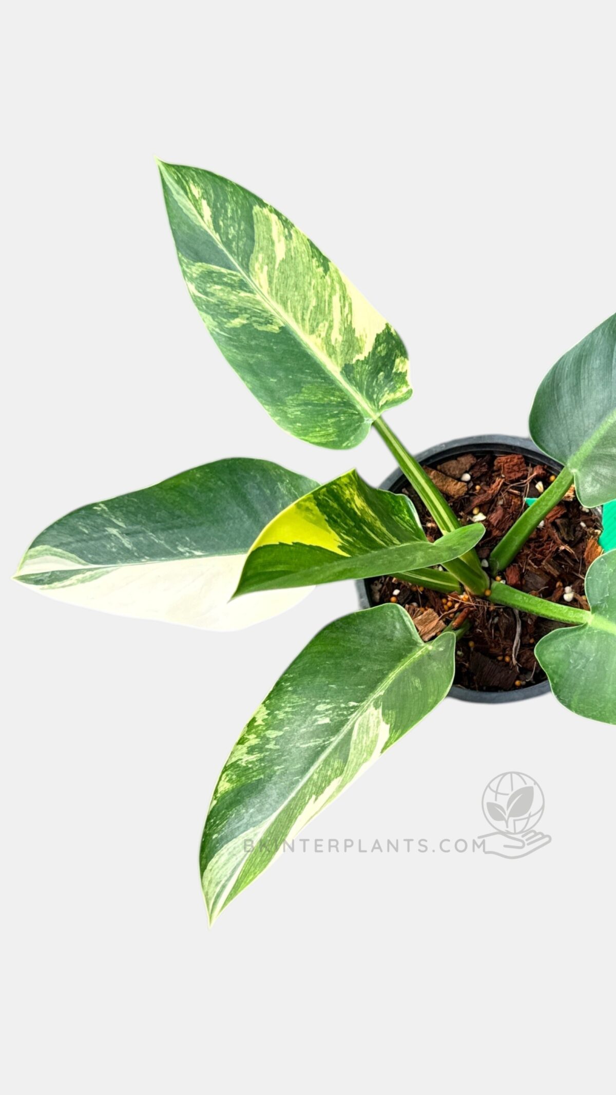 Philodendron Green Congo Variegated leaf variegation close up