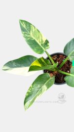 Philodendron Green Congo Variegated leaf variegation close up