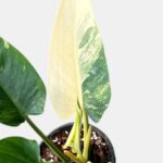 Philodendron Green Congo Variegated rare houseplants variegated philodendron
