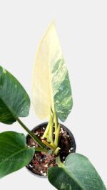 Philodendron Green Congo Variegated rare houseplants variegated philodendron