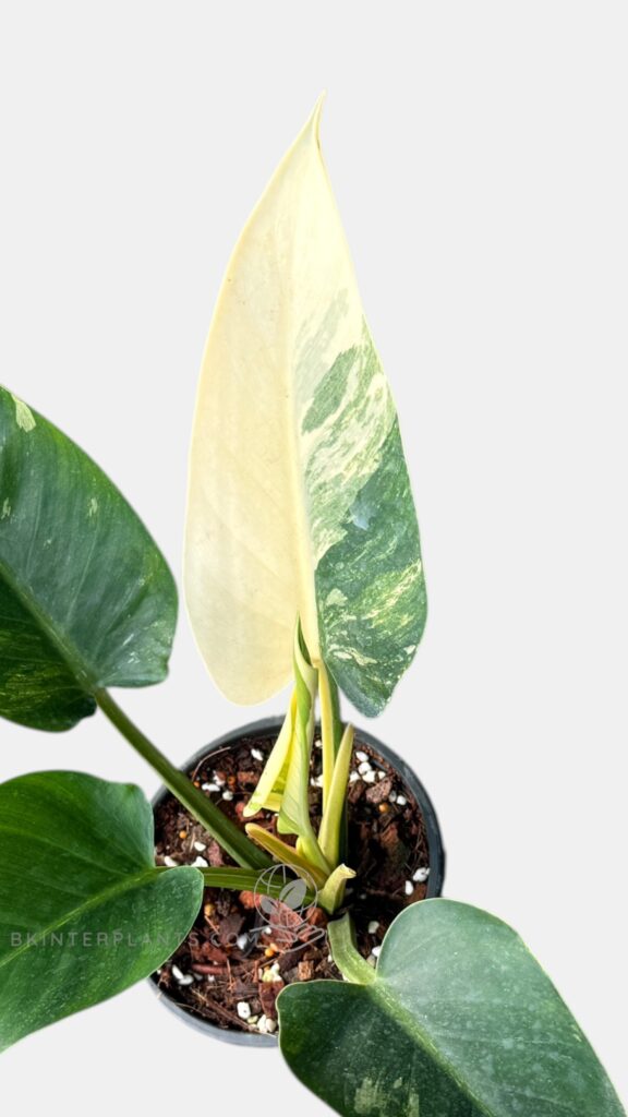 Philodendron Green Congo Variegated rare houseplants variegated philodendron