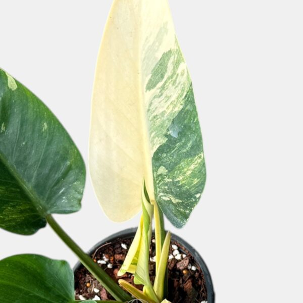 Philodendron Green Congo Variegated rare houseplants variegated philodendron