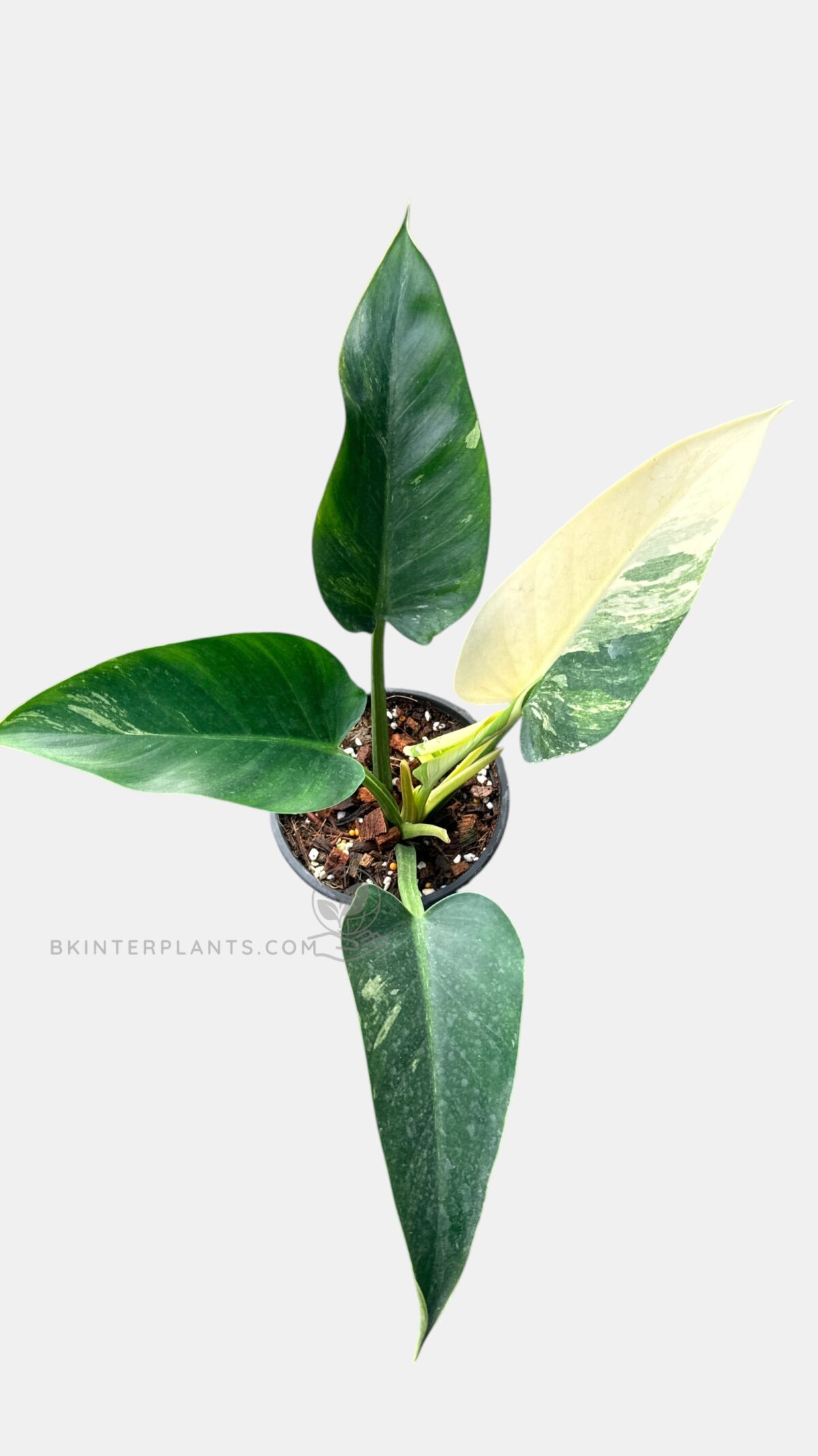 Philodendron Green Congo Variegated – Original Clone Plant - Image 4