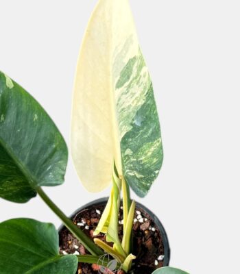 Philodendron Green Congo Variegated rare houseplants variegated philodendron