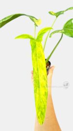 Philodendron Holtonianum Variegated rare plant thailand