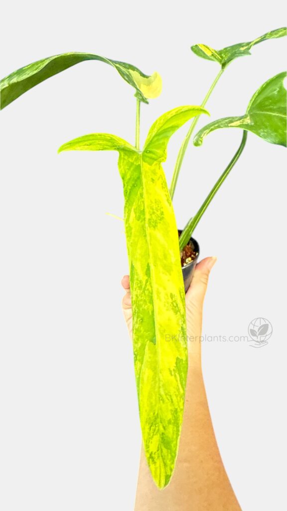 Philodendron Holtonianum Variegated rare plant thailand