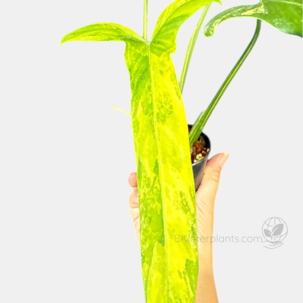 Philodendron Holtonianum Variegated rare plant thailand