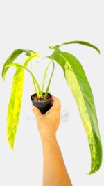 Philodendron Holtonianum Variegated rare houseplants aroid variegated