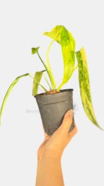 Philodendron Holtonianum Variegated rare tropical aroid plant