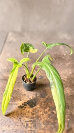 Philodendron Holtonianum Variegated indoor rare variegated plant