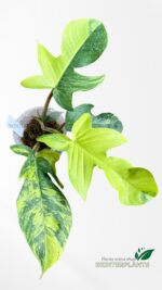 Philodendron Squamiferum Variegated - Image 3