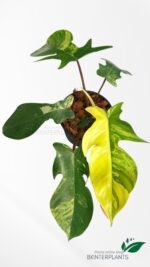 Philodendron Squamiferum Variegated - Image 4