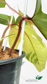 Fuzzy red petiole of Philodendron Squamiferum Variegated close up