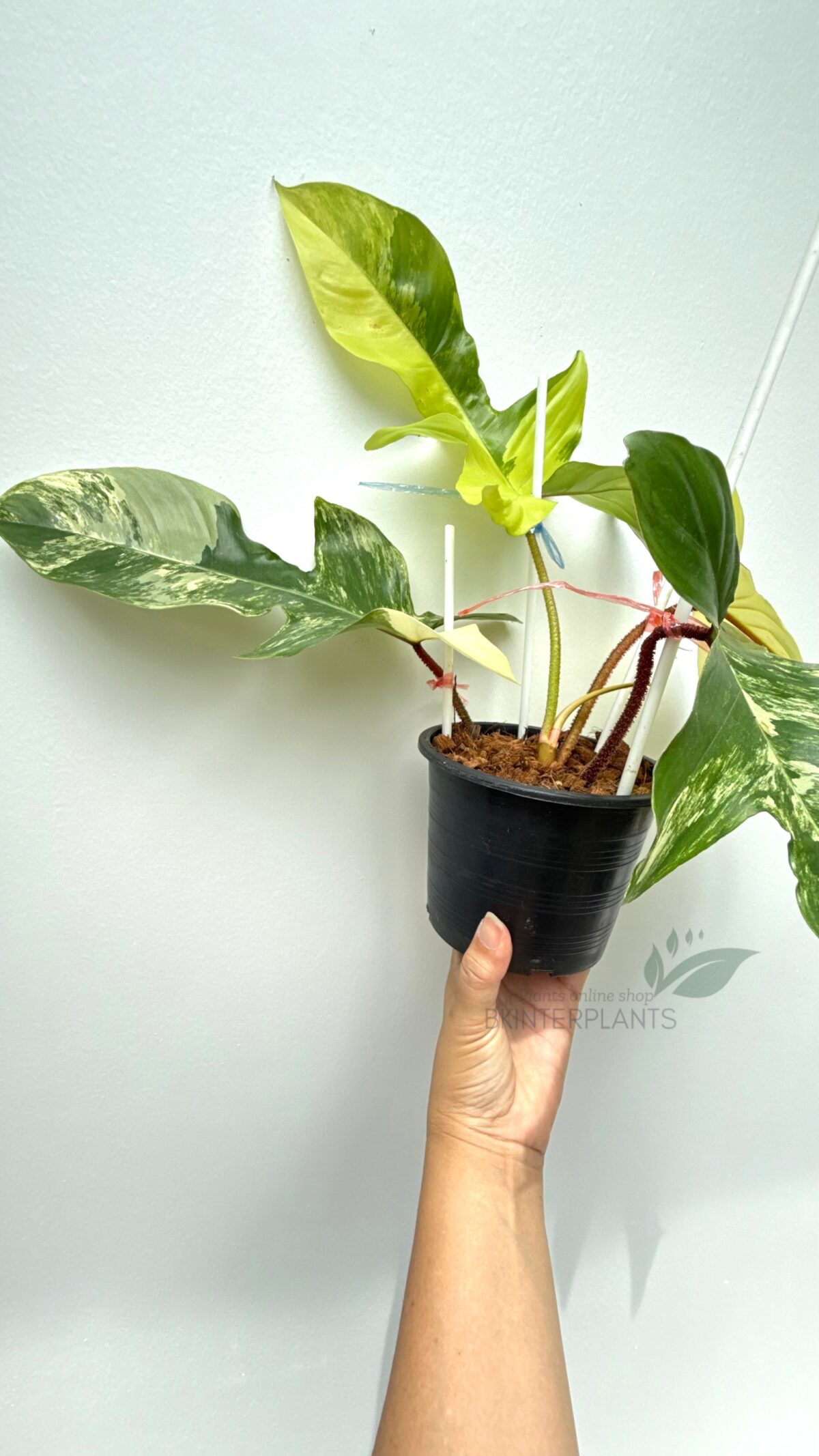 Close up hairy stem of Philodendron Squamiferum Variegated