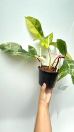 Close up hairy stem of Philodendron Squamiferum Variegated