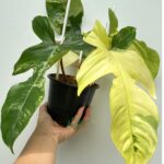 Rare Philodendron Squamiferum Variegated with unique fuzzy stems and variegated foliage. Perfect for collectors.
