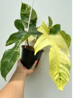 Rare Philodendron Squamiferum Variegated with unique fuzzy stems and variegated foliage. Perfect for collectors.