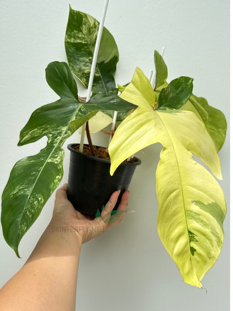 Rare Philodendron Squamiferum Variegated with unique fuzzy stems and variegated foliage. Perfect for collectors.