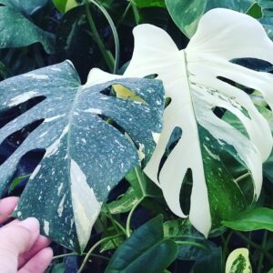 Rare variegated Monstera houseplant growing in a tropical garden