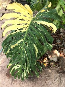Close-up of variegated Monstera leaf showing white and green pattern