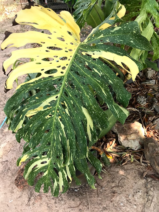 Variegated Monstera plant