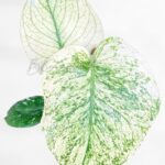 Full view of a rare Monstera deliciosa White Monster with stable minty white variegation