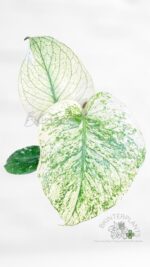 Full view of a rare Monstera deliciosa White Monster with stable minty white variegation