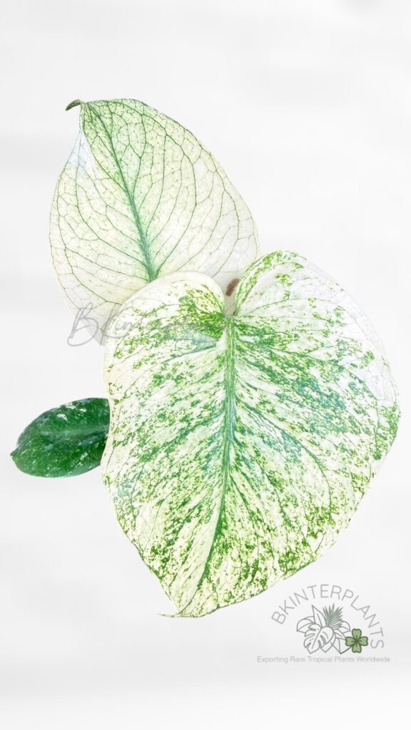 Full view of a rare Monstera deliciosa White Monster with stable minty white variegation